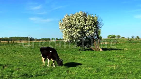 夏天在草地上放牧的牛视频的预览图