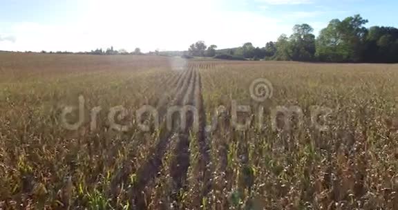 空中观景和穿越玉米地的旅行镜头视频的预览图