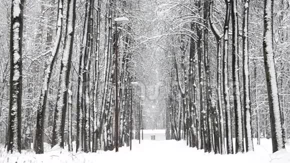 冬天在森林里下雪柔和的圣诞节早晨下雪视频的预览图