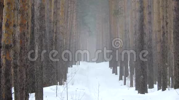 冬天在森林里下雪柔和的圣诞节早晨下雪视频的预览图