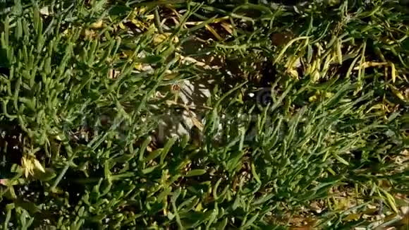 户外植物视频的预览图