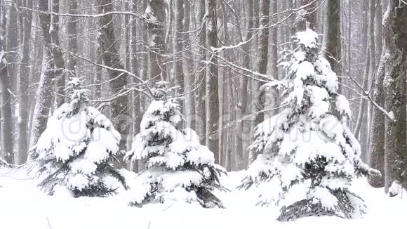 冬天在森林里下雪柔和的圣诞节早晨下雪视频的预览图