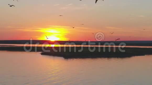 五彩缤纷的天空背景下的一群鸟河上日落海鸥岛鸟儿在日落时飞翔视频的预览图