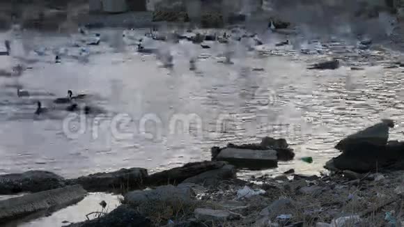 湖中许多海鸥鸭子和天鹅在游泳和潜水鸟儿在河里觅食视频的预览图