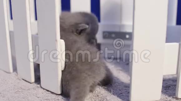 英国小猫靠近栅栏视频的预览图