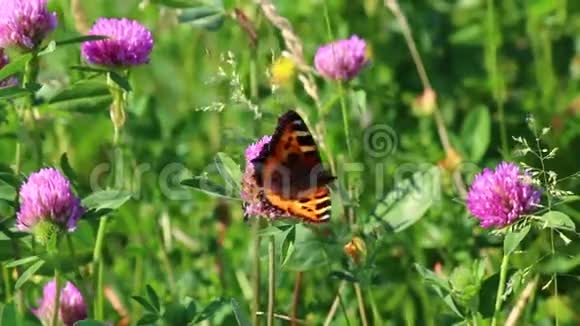 蝴蝶在草地上采集三叶草的花蜜花草在夏日的暖风中摇曳视频的预览图