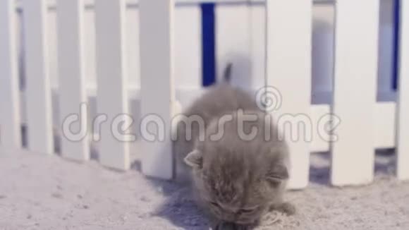 英国小猫靠近栅栏视频的预览图