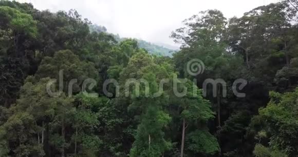 马来西亚森林鸟瞰图视频的预览图
