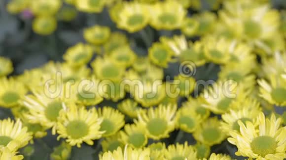 在阳光明媚的夏季或春日花园中的黄花和绿叶背景用于美容装饰和农业设计视频的预览图