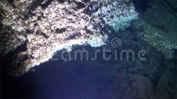 从太平洋科科斯岛海底俯瞰深海野生动物视频的预览图