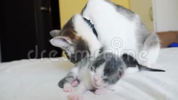 幸福的家庭生活方式猫妈妈和新生的小猫孩子们猫舔小猫家畜概念视频的预览图