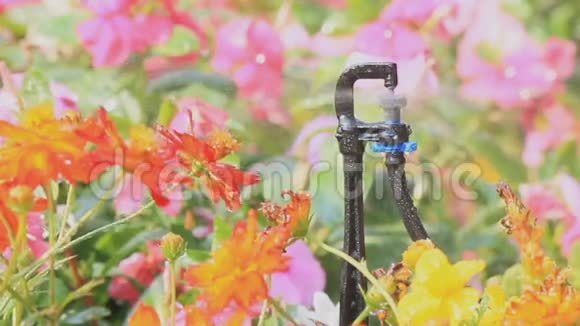 花园洒水喷头HDVDO视频的预览图