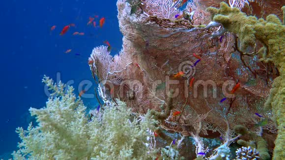一名潜水员在埃及红海里探索一个色彩斑斓的暗礁视频的预览图