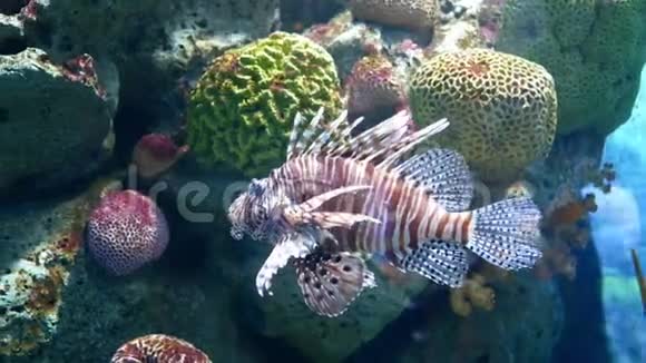 以水生植物为背景在水族馆中特写漂亮的鱼视频的预览图