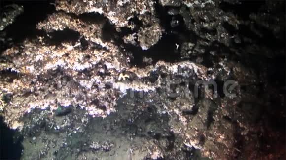 来自海底太平洋科科斯岛的水下深海峡谷景观视频的预览图