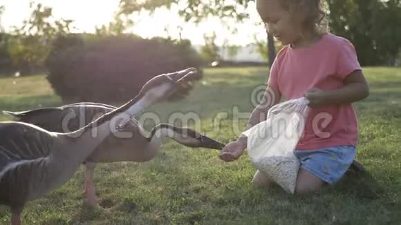 可爱的小女孩在绿色的夏日草地上喂雁视频的预览图