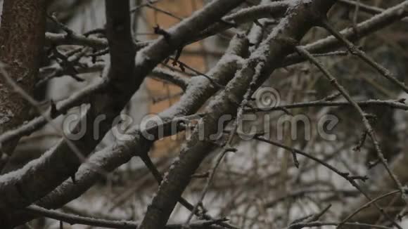 冬天树枝上的雪视频的预览图