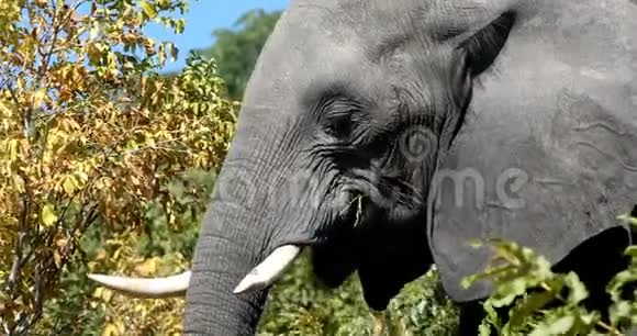 非洲大象在博茨瓦纳狩猎野生动物视频的预览图