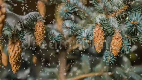 冬雪林中的软雪傍晚的冬景雪中的云杉枝视频的预览图