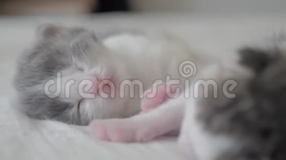 有趣的视频两只宠物可爱的新生小猫睡在床上的团队合作生活方式宠物概念宠物概念小猫视频的预览图