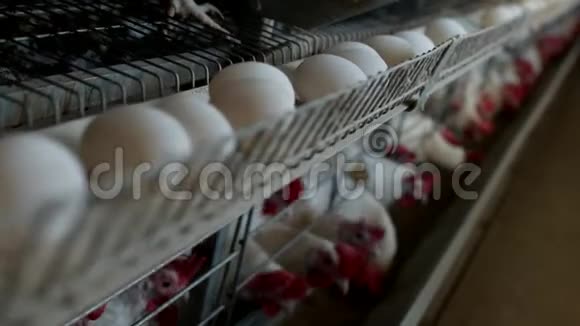 养鸡的家禽养殖场鸡蛋经过转运体鸡蛋有机视频的预览图