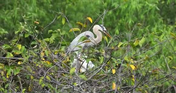 伟大的蓝鹭鸟佛罗里达野生动物美国视频的预览图