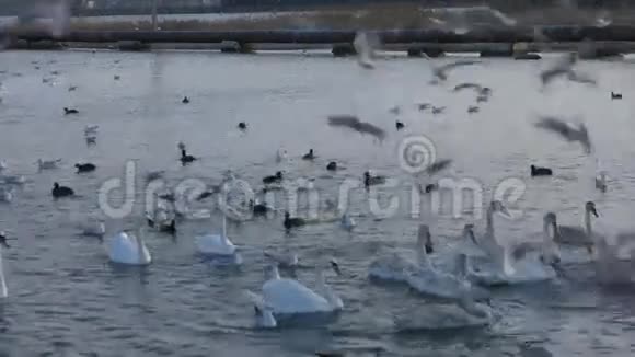 湖中许多海鸥鸭子和天鹅在游泳和潜水鸟儿在河里觅食视频的预览图