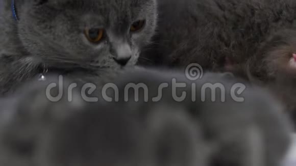 新生的小猫拥抱生命的第一天视频的预览图