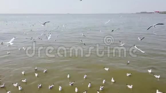 泰国海滩上的海鸥鸟视频的预览图