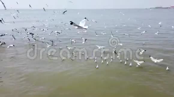 泰国海滩上的海鸥鸟视频的预览图