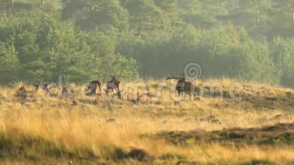 日落时红鹿的辙痕和咆哮视频的预览图