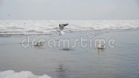 一群海鸥在冬季冰雪覆盖的海洋中潜水和觅食慢动作视频的预览图