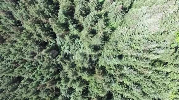 阿尔盖尔森林的空中飞行视频的预览图