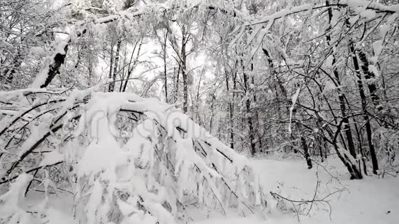 降雪后森林中的景观视频的预览图