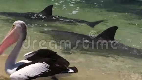 一只海豚和一只在射击视频的预览图