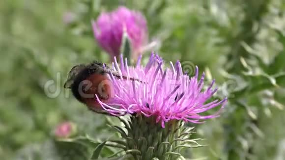 一朵花上的大黄蜂视频的预览图