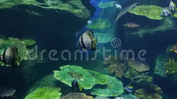 以水生植物为背景在水族馆中特写漂亮的鱼视频的预览图