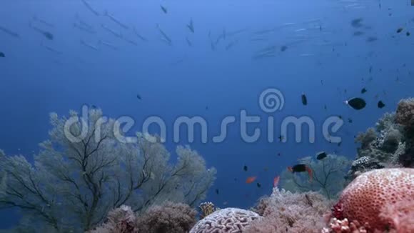 珊瑚礁有大海迷和丰富的鱼类4k视频的预览图