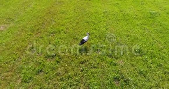 低空空中跟随鹳鸟走过只需割草缓慢而稳定的飞行视频的预览图