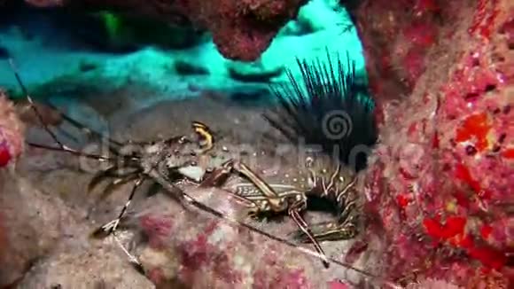 珊瑚礁中的刺龙虾寻找食物视频的预览图
