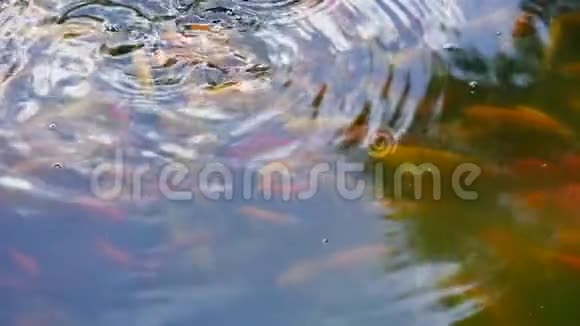 漂浮在日本池塘水面上的鱼视频的预览图