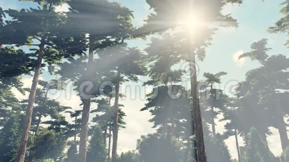 阳光透过树冠照耀视频的预览图
