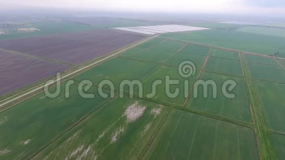 泛滥的稻田田间种植水稻的农艺方法水稻播种的水淹没农田视频的预览图