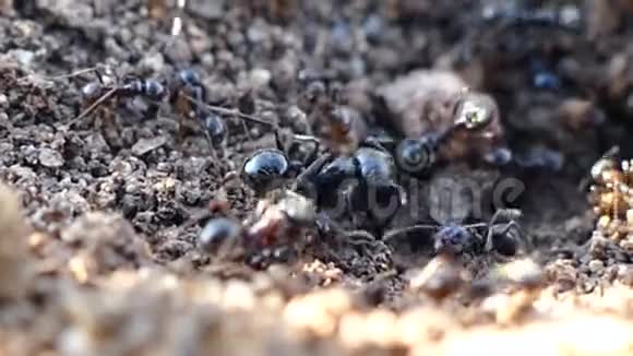 蚂蚁在巢里奔跑大蚂蚁和蚂蚁在奔跑视频的预览图
