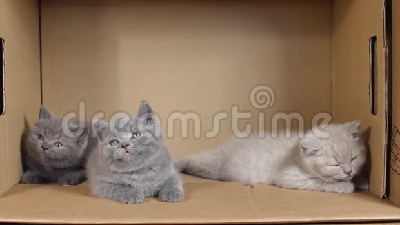坐在盒子里的英国小猫视频的预览图
