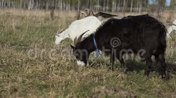 在田里放牧的家养山羊群视频的预览图