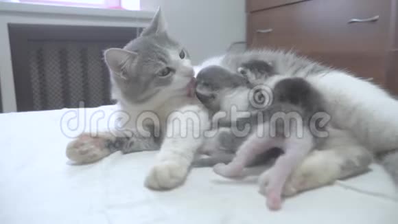 猫幸福的家庭妈妈和新生的小猫孩子们猫喂小猫猫舔小生活方式的小猫国内视频的预览图