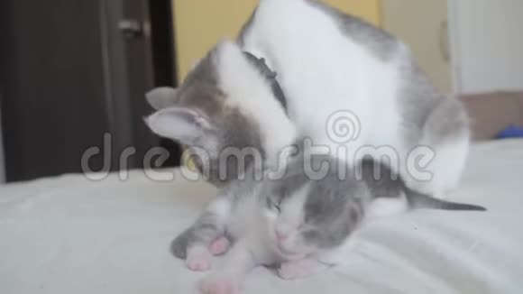 快乐的生活方式家庭猫妈妈和新生的小猫孩子猫舔小猫家畜概念视频的预览图