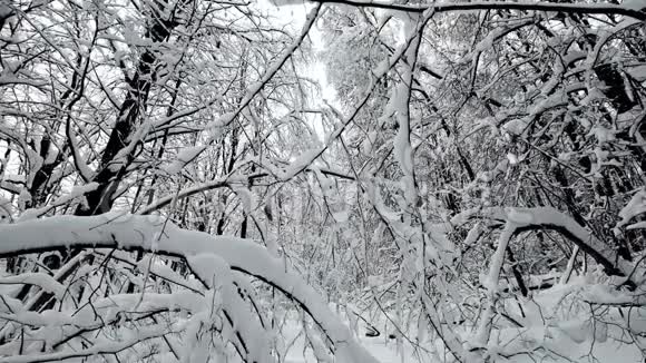 降雪后森林中的景观视频的预览图