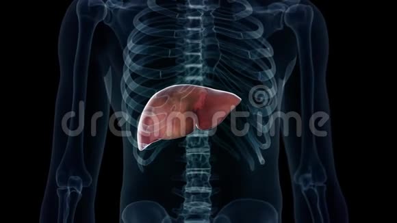 人类的肝脏视频的预览图